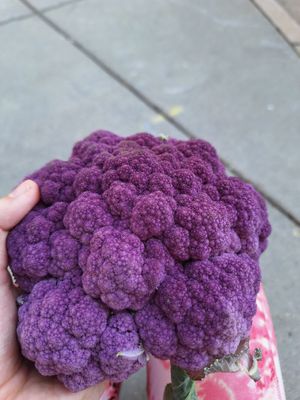  at Dane County Farmers' Market in Madison