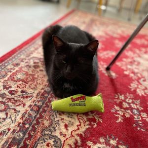 Masja ❤️ at Kattencafé Familie Snorhaar in Breda