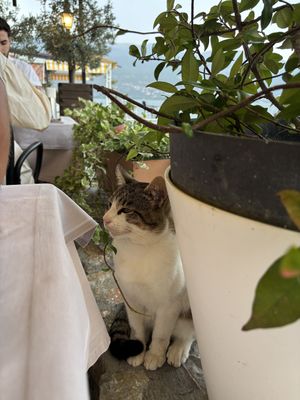   at Kaneo Summer Garden in Ohrid