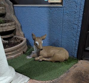 The deer outside :) at Chef Kenny's Vegan Dim Sum in Las Vegas
