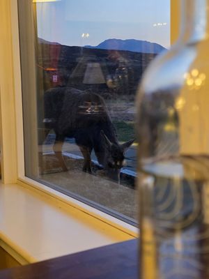 Red deer outside the dining room. at Kingshouse Restaurant in Ballachulish