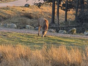 Red deer are common here at Kingshouse Restaurant in Ballachulish