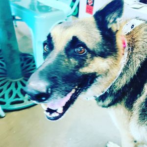 Don’t eat the dawg. That’s not vegan.  at Whyld's Vegan Kitchen in Austin