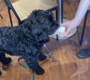 Happy Ziggy with his Puppychino  at No Frickin Chicken in Worcester
