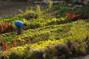 Willka T'ika has organic gardens where their meals are sourced. at Willka Tika Garden Resort in Urubamba