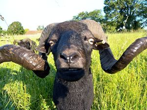 Jean, rescued with 30 others sheep at L'Autre Ferme in Cherves-chatelars