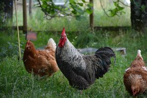  at L'Autre Ferme in Cherves-chatelars