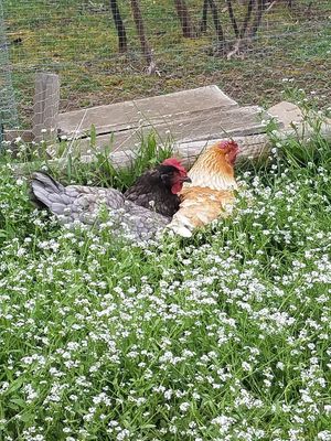  at L'Autre Ferme in Cherves-chatelars