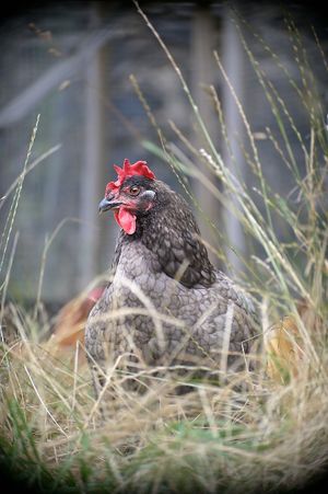 Stella at L'Autre Ferme in Cherves-chatelars