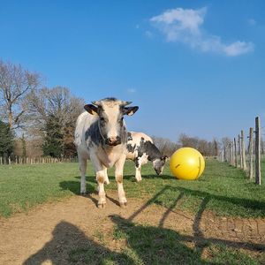 Europe et Asie at L'Autre Ferme in Cherves-chatelars