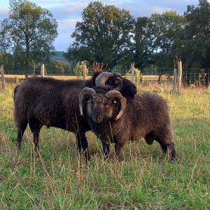 Baba et Clyde at L'Autre Ferme in Cherves-chatelars