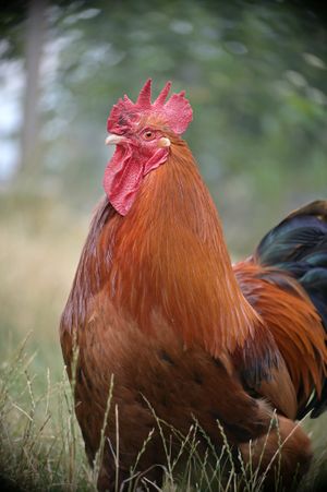Phoenix at L'Autre Ferme in Cherves-chatelars