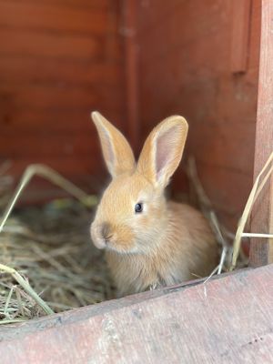 Spirou at L'Autre Ferme in Cherves-chatelars