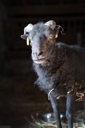 Arsène at L'Autre Ferme in Cherves-chatelars