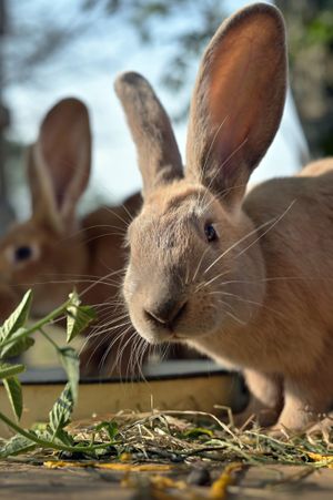 Caramelle at L'Autre Ferme in Cherves-chatelars