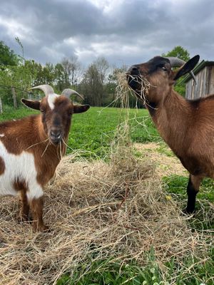  at L'Autre Ferme in Cherves-chatelars