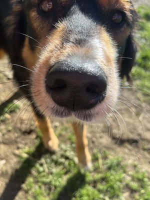 Nana qui souhaite le bonjourr  at L'Autre Ferme in Cherves-chatelars