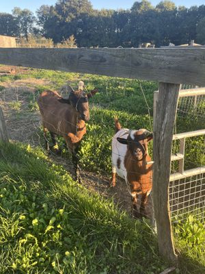Une partie des résidentes   at L'Autre Ferme in Cherves-chatelars