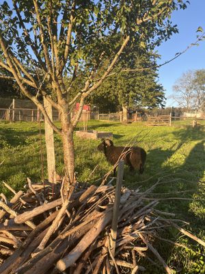 Un mouton qui se promène dans le jardinn  at L'Autre Ferme in Cherves-chatelars