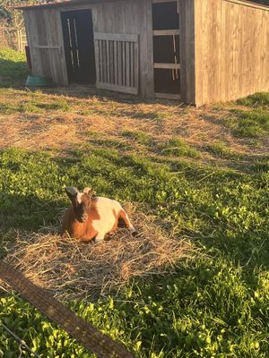 Bain de soleil "golden hour"  at L'Autre Ferme in Cherves-chatelars