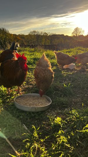   at L'Autre Ferme in Cherves-chatelars