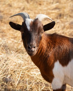 Stylo at L'Autre Ferme in Cherves-chatelars