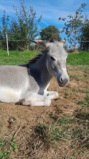 Snoopkin at L'Autre Ferme in Cherves-chatelars