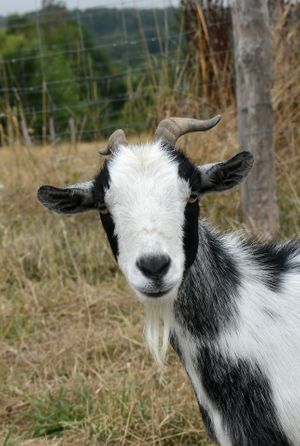 Belle at L'Autre Ferme in Cherves-chatelars