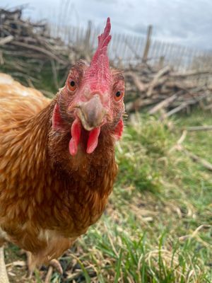 Venise at L'Autre Ferme in Cherves-chatelars