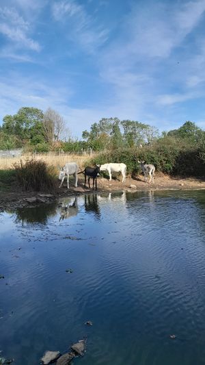 Four happy donkeys  at L'Autre Ferme in Cherves-chatelars