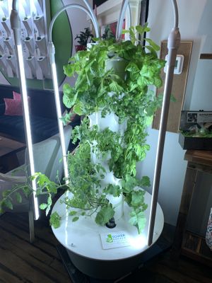 Plants  at The Juice Jar in Erie