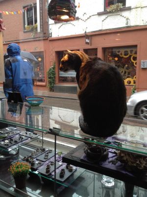 street cat at Izibiliboco in Hasselt