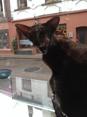 thin cat  at Izibiliboco in Hasselt