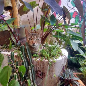 Ambiente gatuno at Munay in Villeta