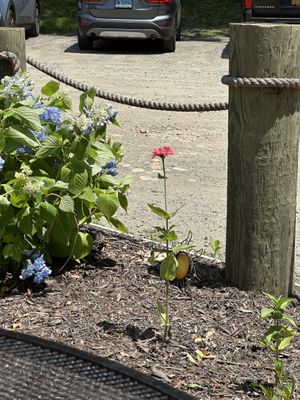 Outdoor seating  at café SoL in Niantic