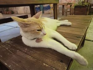 Macumba at Crush in Merida