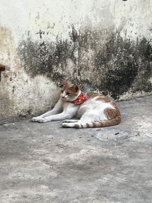 Crush cat 🩵  at Crush in Merida