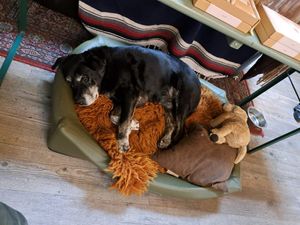 Jelle 🐶 at First Eet in Arnhem