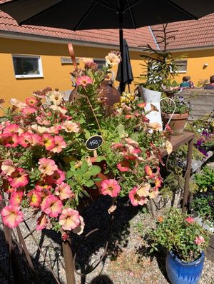🌸🌸🌸 at Møllehøj  in Veksoe Sjaelland