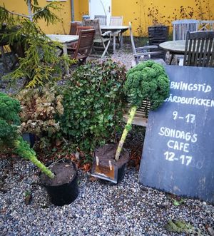 You can buy fresh vegetables and fruits at Møllehøj  in Veksoe Sjaelland