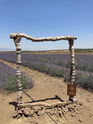 Lavender  at Noviks in Shaal