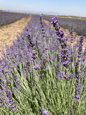 Lavender  at Noviks in Shaal