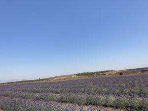 Lavender  at Noviks in Shaal
