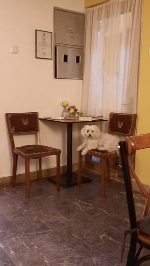 Cute dog at Noja in Prizren