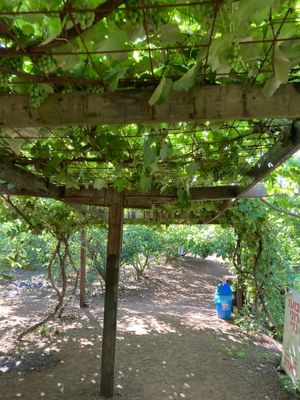 Grapes  at Odem Berries Field in Odem