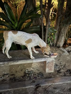 Happy pup  at El Armadillo Mazunte in Mazunte