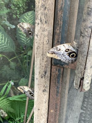 Caged butterfly garden on bottom floorr  at Maracuyá in Flores