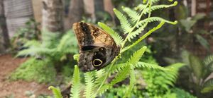 Il y a un espace avec des papillons at Maracuyá in Flores