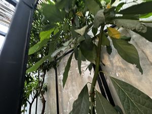 Nice details outside   at Stolia in Shkoder