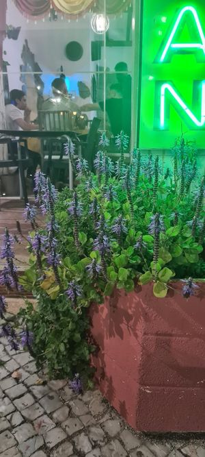   at Mughal Clay in Quarteira